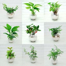 [하늘꽃농원] 수경재배 화분+자갈+식물 세트 9종 택1, 1개, 테이블야자