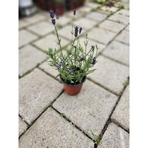 꽃백화점 잉글리쉬 라벤다 소품 10~25cm 29 라벤더 노지월동, 1개