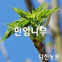[다진농원]민엄나무(가시없는 엄나무)20~30cm, 20~30cm