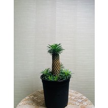 괴마옥 중대품 25~35cm 249, 1개