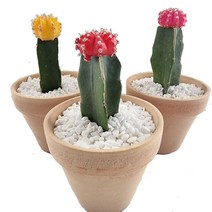 트리앤 수출용 비모란 접목선인장 미니선인장 수출선인장 토분선인장 다육이 선인장, 43. 토분 비모란(핑크) 1개