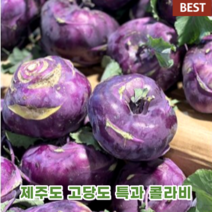 제주 제주도 청정 고당도 자색 콜라비 5kg 10kg 15kg 해풍 맞고 자란 보라빛깔 청 보라색 아삭 특분 농장 콜라비 코라비 제주콜라비