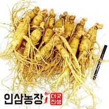 더굿진생 금산인삼 수삼 원수삼 난발삼 못난이 파삼 350g, 1개, (세척안함)[원플러스원]못난이350g(7~9뿌리)x2개