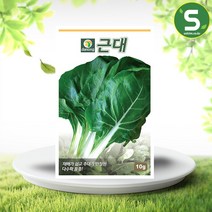 솔림텃밭몰 근대씨앗 10g 근대 씨앗 종자, 단품