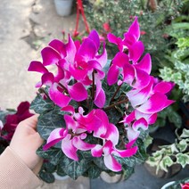 (공주네다육이화원) 시크라멘 꽃 화초 식물