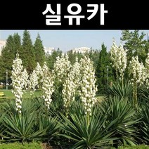 실유카 7치포트 1개/야생화/조경용/다년초/전국상록노지월동
