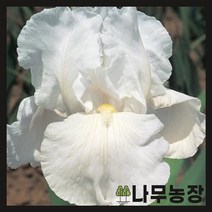 (나무농장) 독일붓꽃 저먼아이리스 이모탈리티