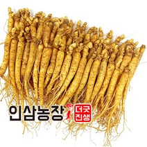 더굿진생 금산 인삼 수삼 햇 정품원수삼 350g, 1개, (세척안함)식당알뜰형350g(40~50뿌리