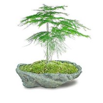 달리아 분재용 콘크리트 화분 벽돌무늬 감성 패턴, 스톤  9