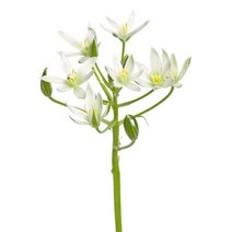 유홍아트 오니소갈룸 No1 플라워 인테리어 식물 액자 6호(41x27cm) (5661297), 캔버스액자(옆면연장)