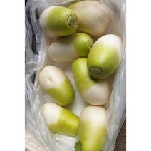 제주도 월동무 무우 세척무 겨울무 햇무 김장무, 제주무(세척)5kg (2~4수)