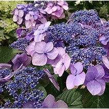 엔들레스썸머 - 트위스트 앤 샤우트(Twist n Shout) - 마크로필라수국