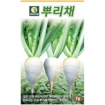 곤드레 100립 - 씨 씨앗 곤드레씨앗 곤드레씨 나물씨 나물씨앗 민속채소 채소씨 채소씨앗 고려엉겅퀴, 07_다농_뿌리채(7g)