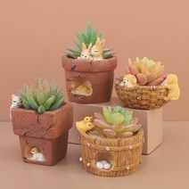 다육이화분 리톱스 아악무 듀가르손 만손초 트리옵스 다육이알뜰장터 다유기 D, 4번, 1개