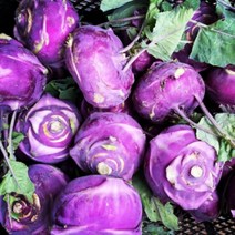 청원농산 제주 햇 콜라비 적 콜라비 (최상품) 3kg 5kg 10kg 15kg, 콜라비 5kg x1box