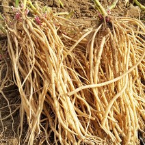 무농약 건우슬 우슬 뿌리 200g, 건우슬 200g