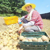2022년 국내산 햇감자 감자 수미감자, 가우 수미감자 (중/찜용), 10kg