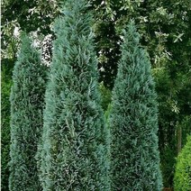 묘목/싸이프러스/컬럼나리스(H1.2m ) W1556