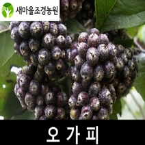오가피나무 오가피나무묘목 약나무 유실수 가시없는오가피나무, 1개