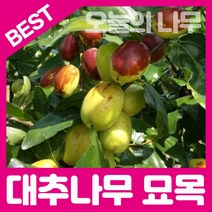 다양한 사과대추가격 인기 순위 TOP100 제품 추천