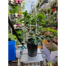 마다가스카르자스민 대품 넝쿨식물 반려식물 50~80cm 249