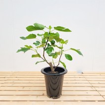 무화과 나무 과실수 열매키우기(pot), 무화과나무