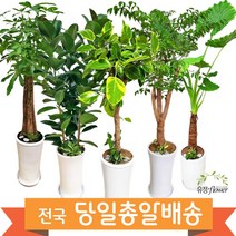 개업 축하 화분 대형 전국 당일배송, 13. 인도고무나무