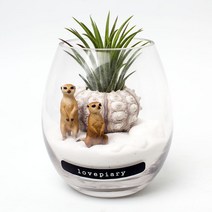 물방울 속 동물정원 테라리움 DIY KIT, 영양, Sea urchin type