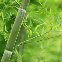 케이지 프래그런스오일_50ml_향수향, 50ml, 대나무, 1개