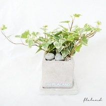 플라랜드 사각 시멘트 미니화분 소, 원더아이비, 1개