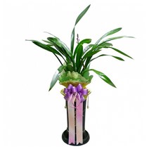 젠틀맨플라워 동양난 산천보세, [젠틀맨플라워] 산천보세(OW-4067), 1