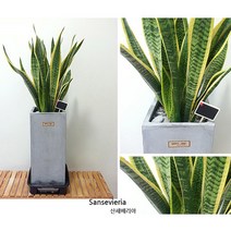 햇살농장 중대형 공기정화 식물 시멘트 화분, 산세베리아, 1개, 1개