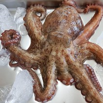 통영애찬 복날맞이보양특가 통영돌문어1kg(2~5마리), 돌문어1마리(700~1kg), 1, 1마리