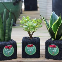 도자기랑나무랑 숯화분, 산세베리아, 1개