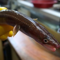 통영12번수산 자연산 탕용 바다 장어(특대.대.중.소) 장어, 1, 탕용 대 (3~4미 내외) 손질전 1kg