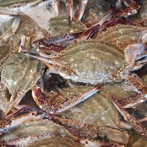 서해안 햇 꽃게 국내산 활꽃게(톱밥 빙장) 산지직송, 1개, 3kg, 꽃게(얼음포장) 3kg(12~15마리)