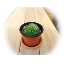 다육식물 200여종 다육 식물 최다종 화분, 다육식물_국화세덤, 1개, 1개