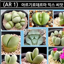 리톱스 나라 씨앗, (AR 1) 아르기로데르마 믹스 씨앗 100립, 1개