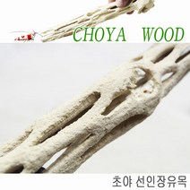 초야 선인장유목 프리미엄(Choya Wood 20cm), 1개, 20cm