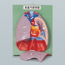 (사이언샵)호흡기관모형/호흡기모형, 상세설명참조