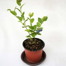 그린플랜트 블루베리 아로니아 식용식물 약용식물 모종 식물 화분, 블루베리(소형)2개, 1세트