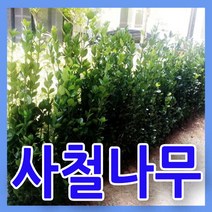 [진공포장] 천연잔디씨앗 양잔디혼합종자 1kg (약10평) 원예 산소 전원주택 마당