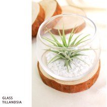 오렌지나무 미세먼지에는 틸란드시아 GIFT SET, 20_미니컬러스톤 그린 100g
