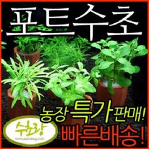 수초랑 포트수초, 1개