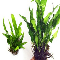 미크로소리움 1포트, 1개