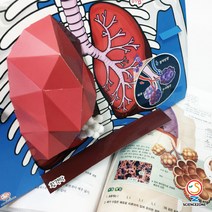 사이언스존 [인체의 비밀-폐포(외호흡) 5인용]