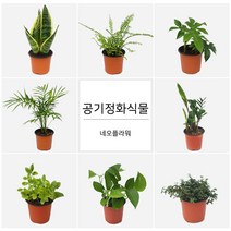 네오플라워 공기정화식물 꽃화분 허브, A73.커피나무
