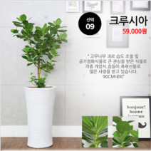 하트앤플라워 49 000원, 9_쿠루시아, 1개