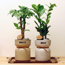 녹보수(해피트리) 금전수 복주머니 화분, 녹보수 복주머니 화분, 옵션선택