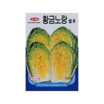 황금노랑배추씨앗 2000립